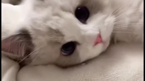the cute kitten