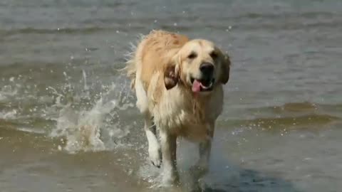 Dog swims in water and loves water very much
