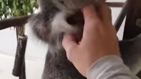 This is how happy Koala sounds like when you pet him