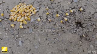 Ants Hauling Corn Back Home