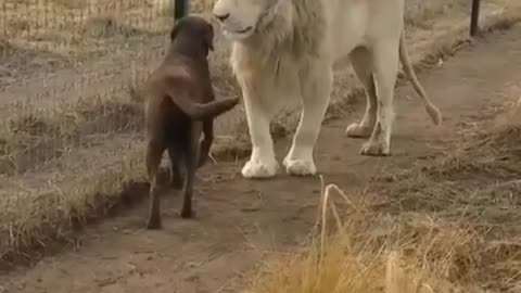 When the lion kiss a dog hand!!