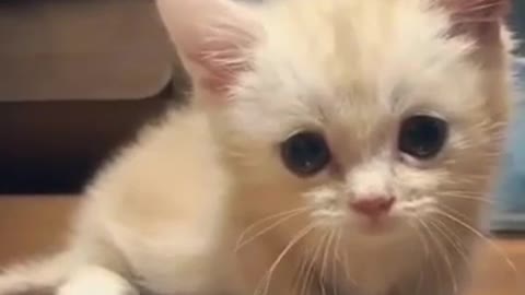 Cute & funny cat...
