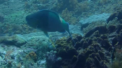 In the Raja Ampat Sea, a diver encounters a parrotfish eating algae