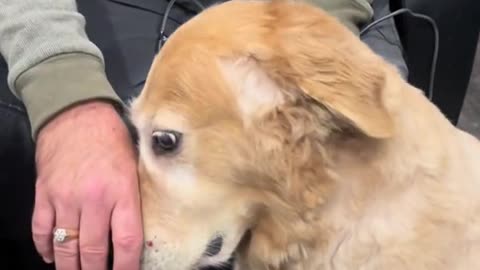 Golden Retriever Isn't Done Getting Pets