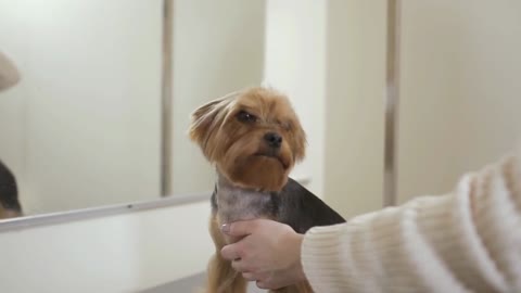 Groomer dries fur of lovely puppy with hair dryer