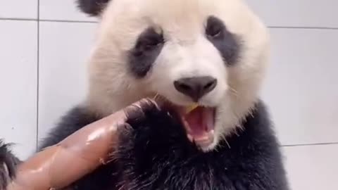 Pandas eat bamboo shoots like sugar cane