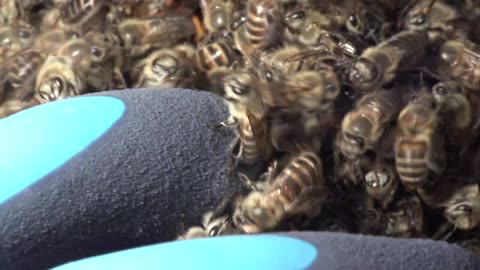 Giant hornet vs Japanese honeybees. Hot defensive bee ball.