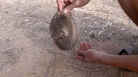 Animals Being FREED For The First Time!