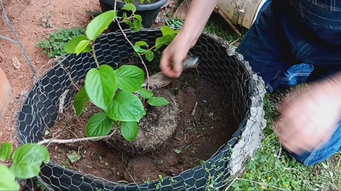 Propagating and transplanting hardy kiwi.