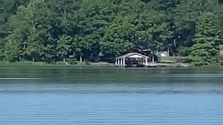 Osprey diving for fish