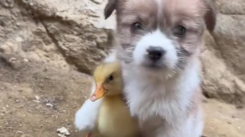 Dog and Duck Cute love bond