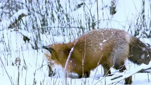 The prototype of Chinese mythological characters, the most widely distributed fox