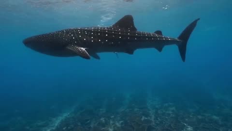 Would You Ever Swim With A Whale Shark ?