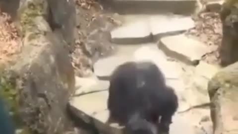 The monkey had a surprise for the granny