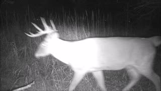 Fred Zeppelin 2021, Young Red Tail Hawk & Nice Buck