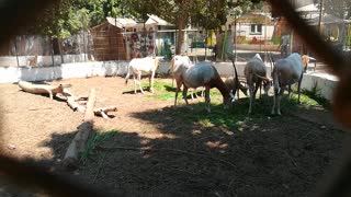 Hungry African Family Of Horned Oryx