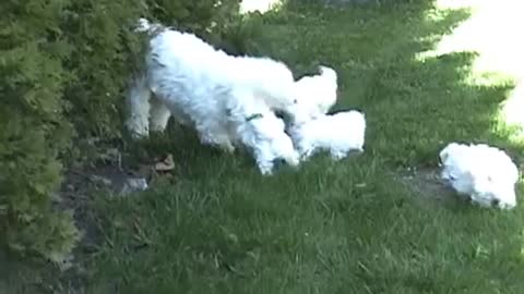 CUTE PUPPIES!!- 6 Weeks Old- Nursing from their Uncle!!