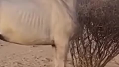 Horse and camel fight