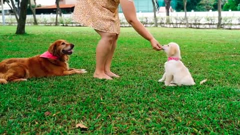 The woman feeds the little dog in front of his mother, watch how it eats