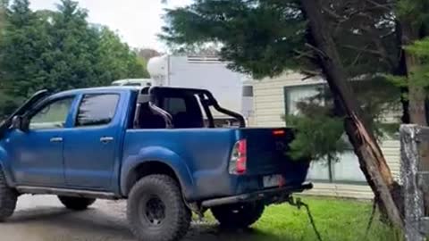 Pickup Pulls Tree Down Onto Itself