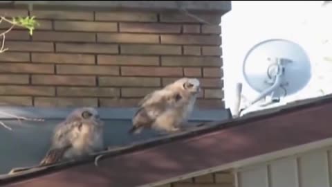 funny owlets