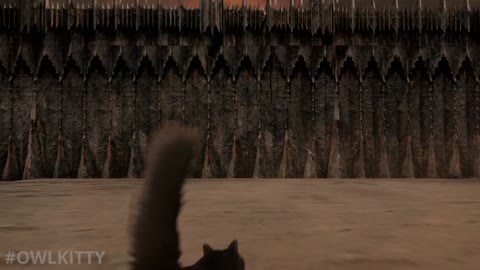 Lord of the Rings + My Cat