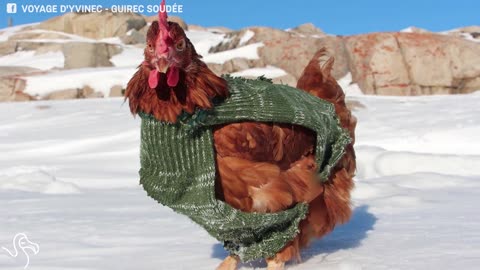 Monique The Chicken Sails Around The World With Her Dad