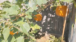 Pumpkin harvesting with the family