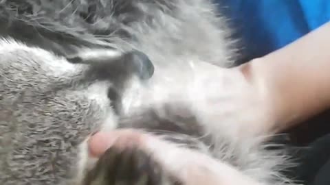 The Most Ticklish Raccoon