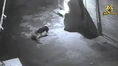Dog beat leopard" Amazing moment"