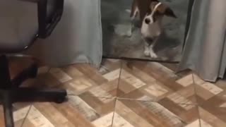 Dancing Dog