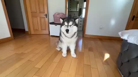 Stubborn Talking Husky Argues With Me! Cheeky Fluff!