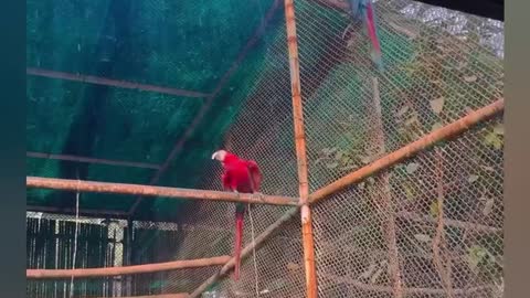 Dancing Parrot