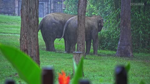 Sumatran elephants playing in the rain _ Australia Zoo