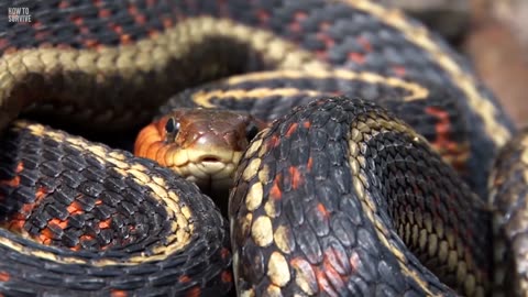 How Does This Rattlesnake Deliver a Lethal Bite After Being Decapitated-