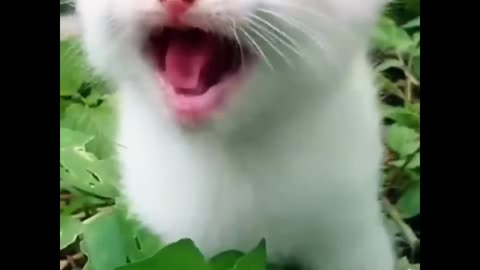 Cute funny cat video for childern