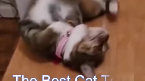 😻😆Amazing 😃 Funny Cat Videos | 🤔 Funniest Cats 😁😁#Clips #Papular#short#