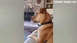 Funniest Dogs And Cats