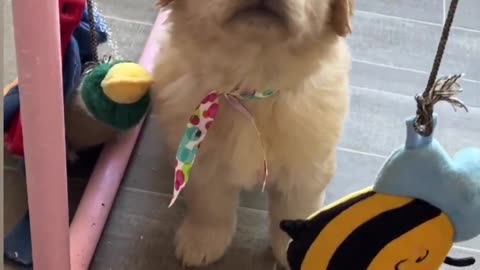 Cute Golden Retriever Puppy is so CUTE! Ft- littlebittaluck