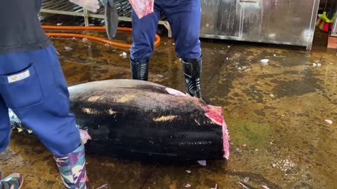 Amazing bluefin tuna cutting skills(3)-a four-step Japanese method called ikejime.