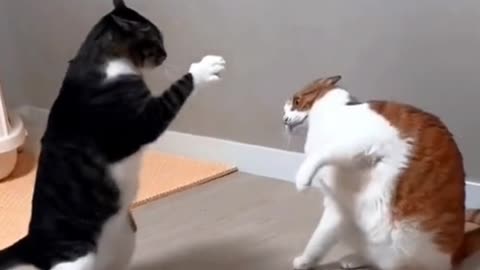 Cat vs cat fight