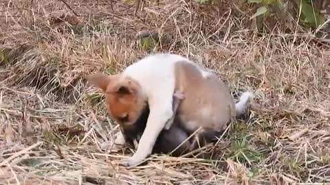 Funny Puppy playing with monkey