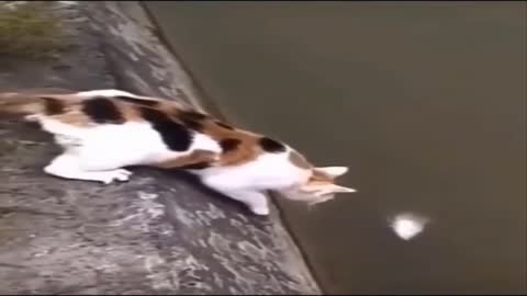 Watch how the cat caught the fish