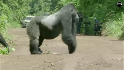 The Lion Is Afraid If He Meets This Giant Dog! These are 7 Animals That Can Beat Lions
