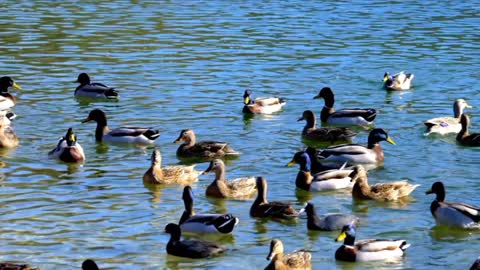 Beautiful ducks swimming in water with relaxing music