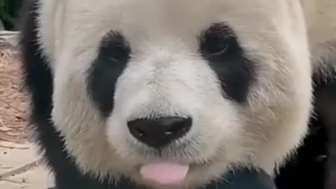 Cute panda