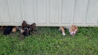 New Puppy Neighbors Peek Under Fence