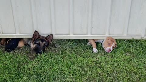 New Puppy Neighbors Peek Under Fence