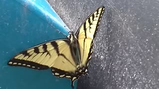 Eastern Tiger Swallowtail