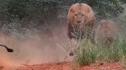 Wild Lions